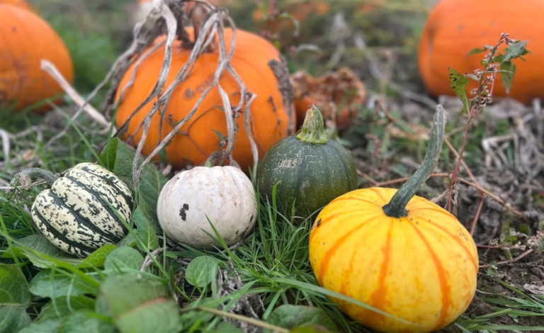 Lymm Pumpkin Patch