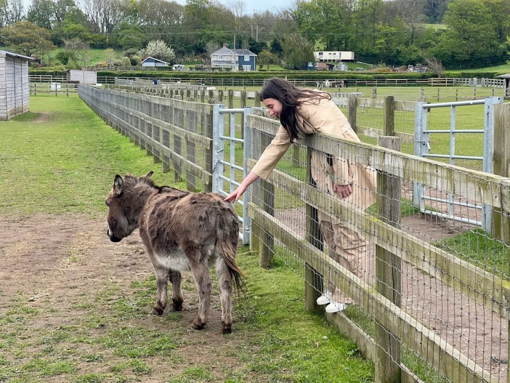 The Isle of Wight Donkey Sanctuary