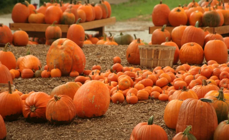 Pumpkin Picking Around Manchester